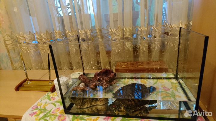Черепаха с аквариумом