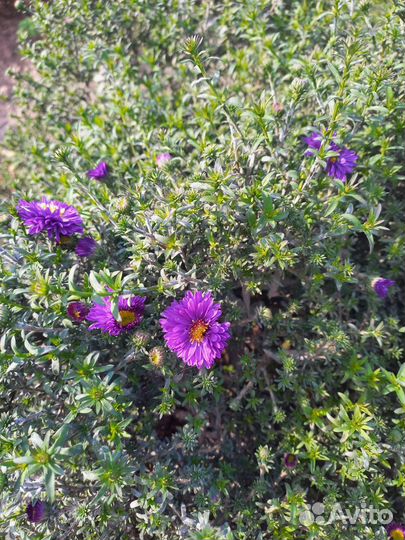 Астра многолетняя