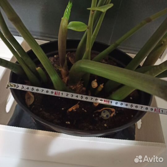 Замиокулькас