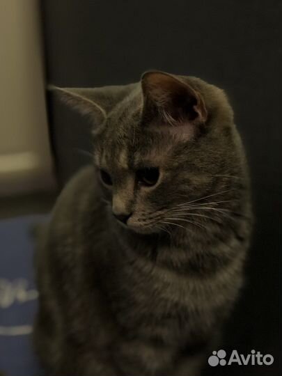 Кошка в дар