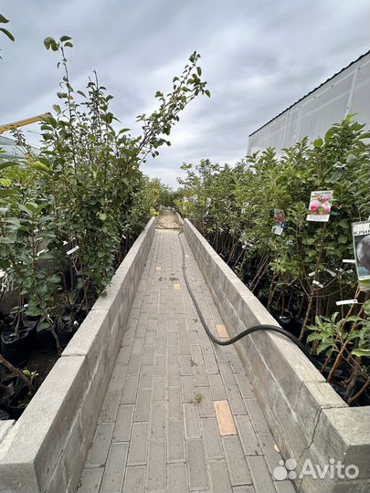 Саженцы плодовых деревьев