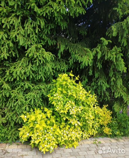 Дерен элегантиссима и пузыреплодники