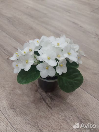 Фиалки,каллизия розовая пантера,традесканция и т.д