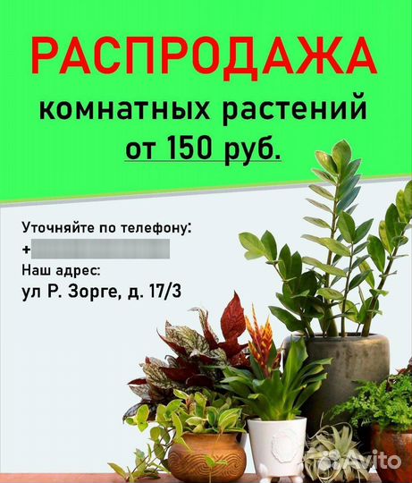 Комнатные растения