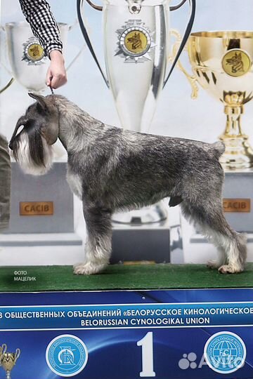Тримминг, груминг и стрижка шнауцеров