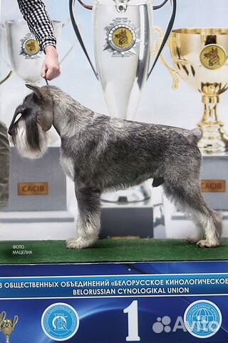 Тримминг, груминг и стрижка шнауцеров