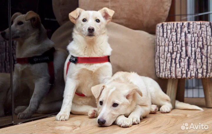 Щенки для семьи