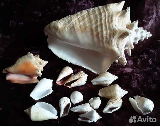 Раковины с Отверстиями Мировой Океан