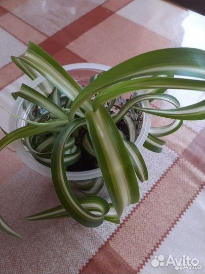 Хлорофитум