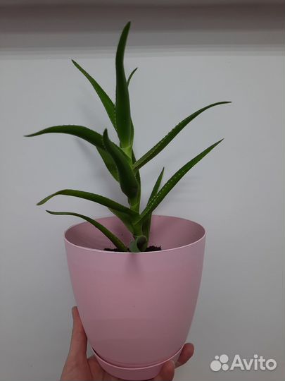 Алоэ вера с кашпо