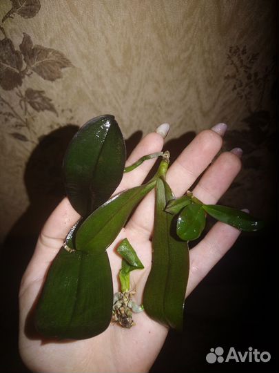 Орхидеи реанимашки