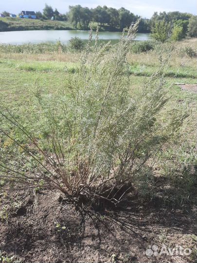 Продаю растения из своего сада с окс