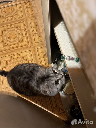 Передержка кошек