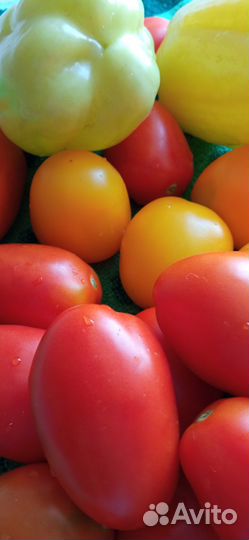 Продам рассаду томатов (помидор)