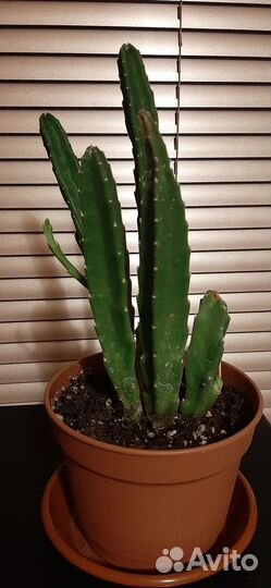 Стапелия грандифлора