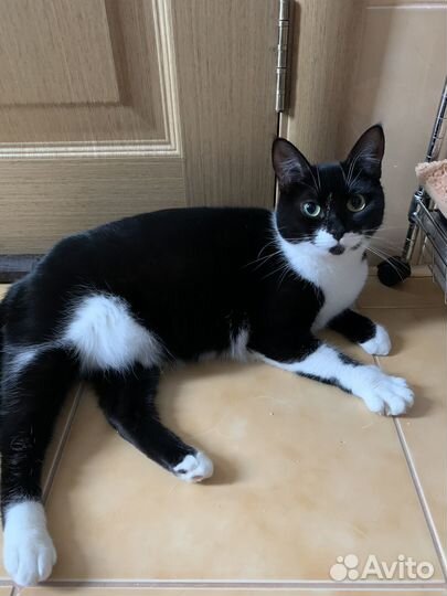 Кошка в дар