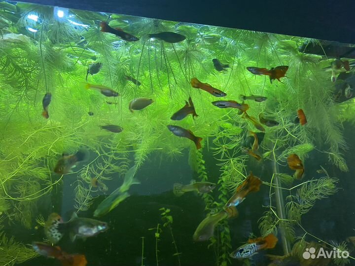Аквариумные рыбки Гуппи