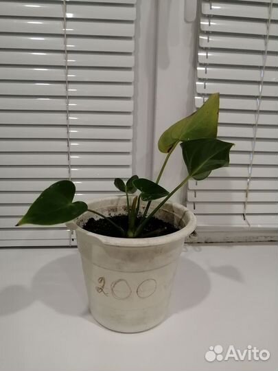 Комнатные цветы антуриум