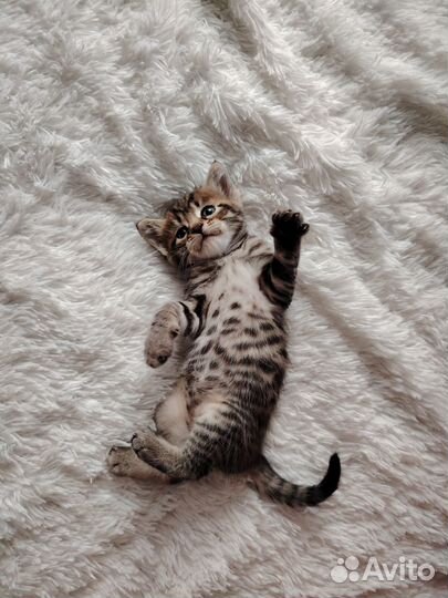 Котята в добрые руки бесплатно