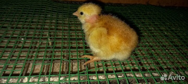 Цыплята