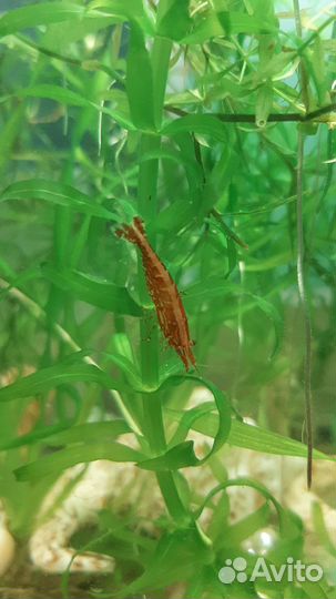 Креветка вишня черри