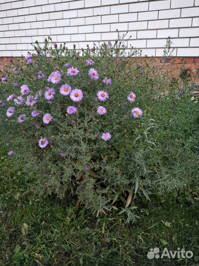 Астра многолетняя кустовая Леди ин Блю, зкс 1,5л