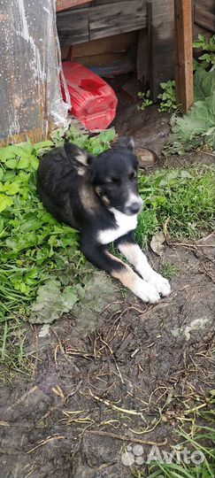 Щенки
