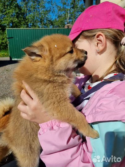 Карело финская лайка