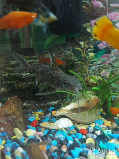 Аквариумные рыбки