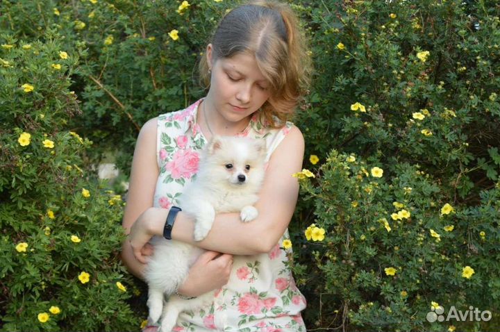 Кинолог. Няня для животных. Выгульщик собак