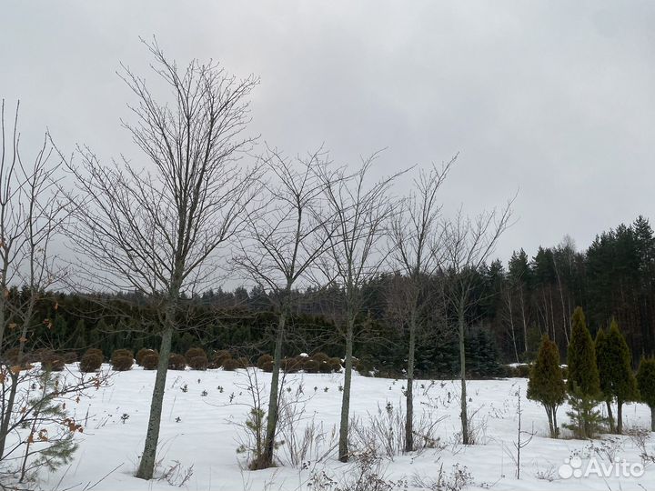 Клен остролистный