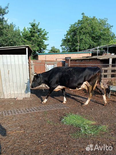 Корова стельная