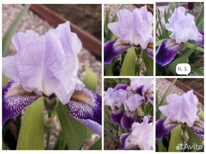 Ирисы сортовые Бородатые