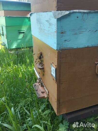 Улей с пчелами