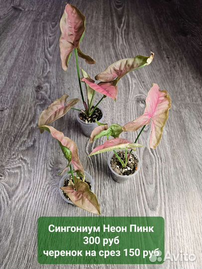 Комнатные растения, сциндапсусы, сингониумы