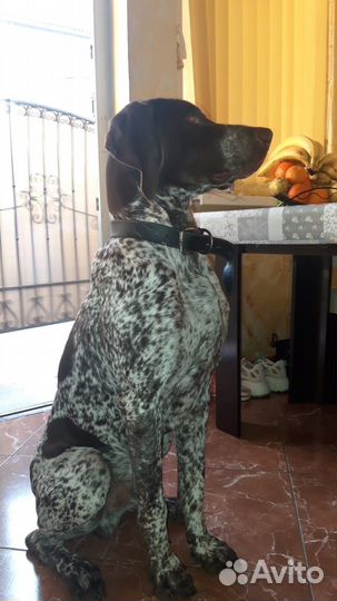 Курцхаар вязка