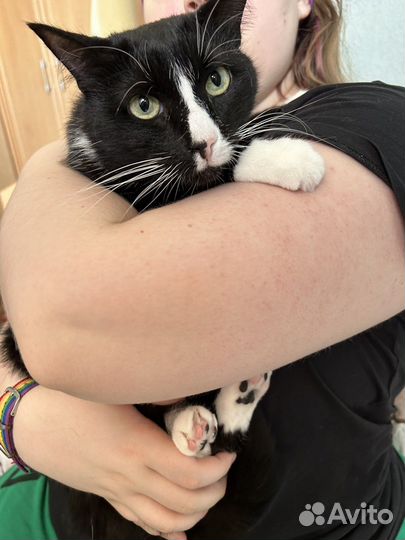 Кошки в добрые руки