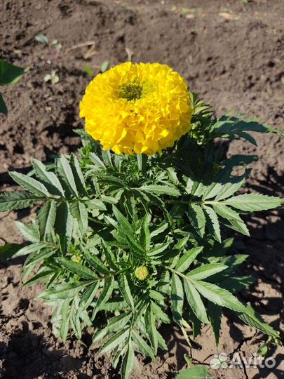 Саженцы Бархатцы зкс низкорослые