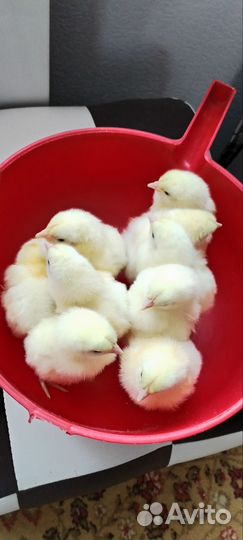 Продажа инкубационного яйца разных пород птиц