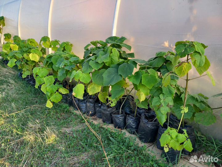 Павлония саженцы