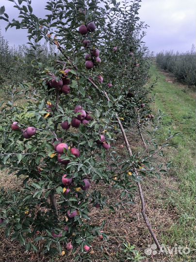 Яблоки Флорина