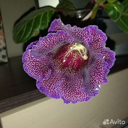 Глоксиния цветущая