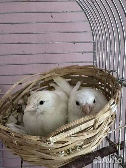 Птенцы Кенара