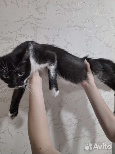 Кошки в добрые руки бесплатно