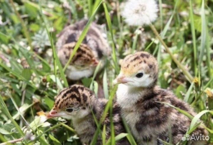 Индюшата Бронза-708