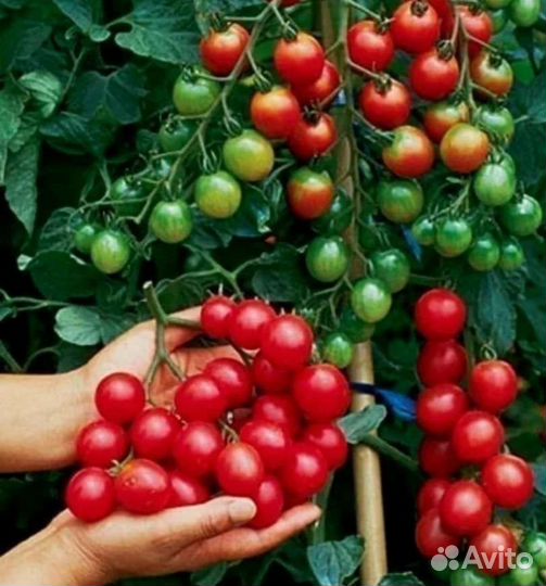 Томат дюймовочка черри семена