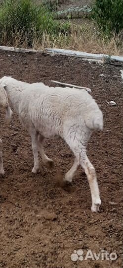 Ягнята баранчики на откорм