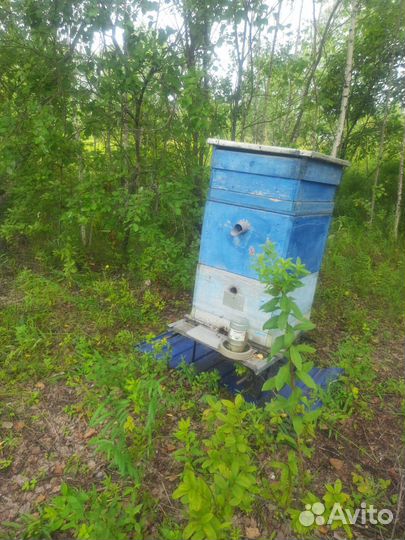 Пчелы и улья