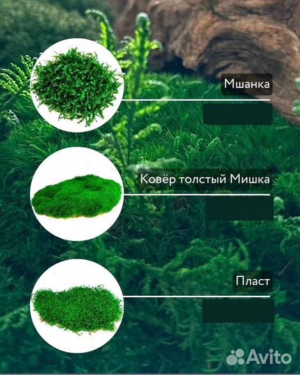 Стабилизированный мох ковер папоротник кочка