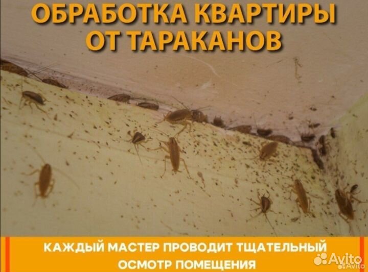 Уничтожение клопов тараканов мышей блох запаха